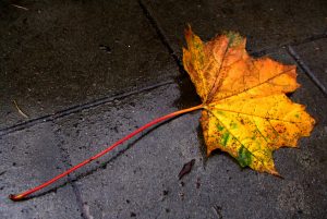 leaf-on-the-pavement-1563587